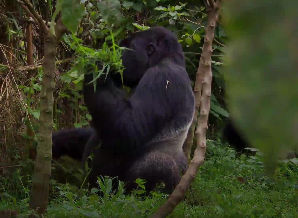 5 Days Rwanda Gorillas and Lake Kivu