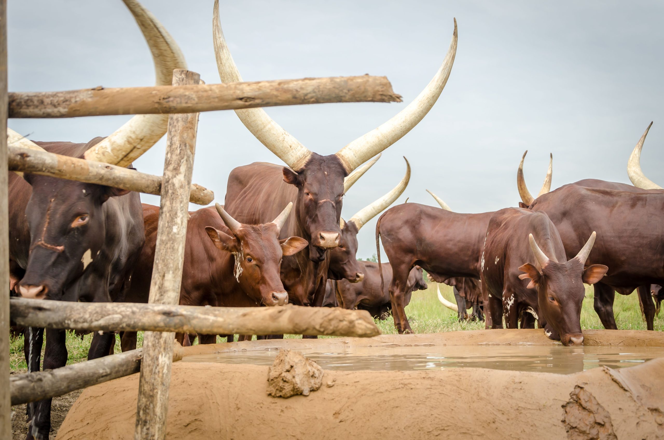 Watering cows