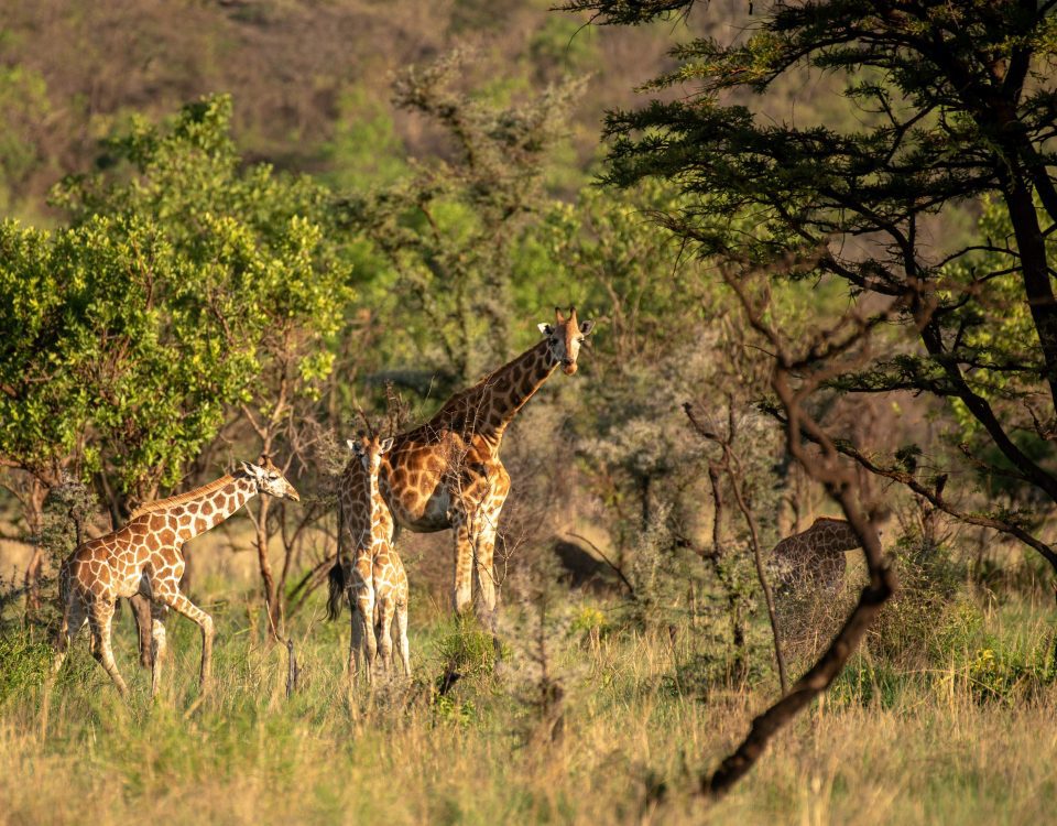 Pian Upe Wildlife Reserve