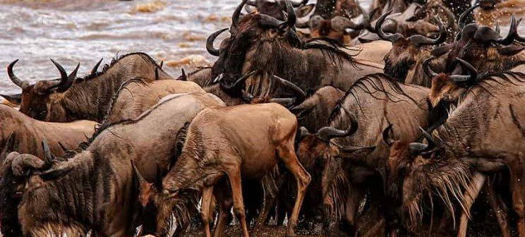 13 Day Wildebeest Migration and Calving Safari