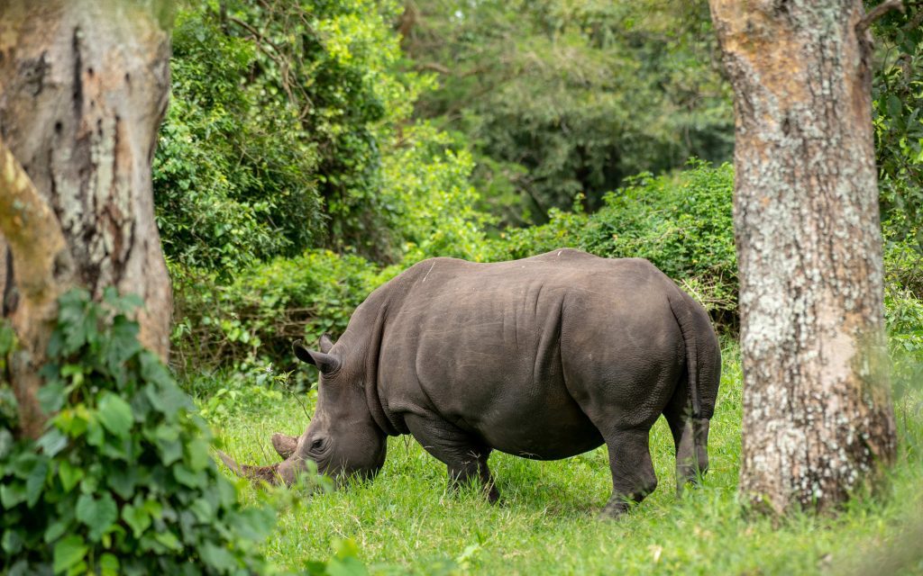 Ziwa Rhino Sanctuary