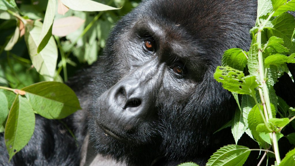 Bwindi Impenetrable National Park