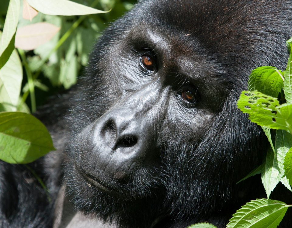 Bwindi Impenetrable National Park