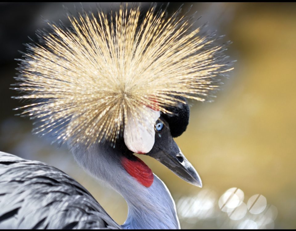 8 Days Birding in Uganda Safari