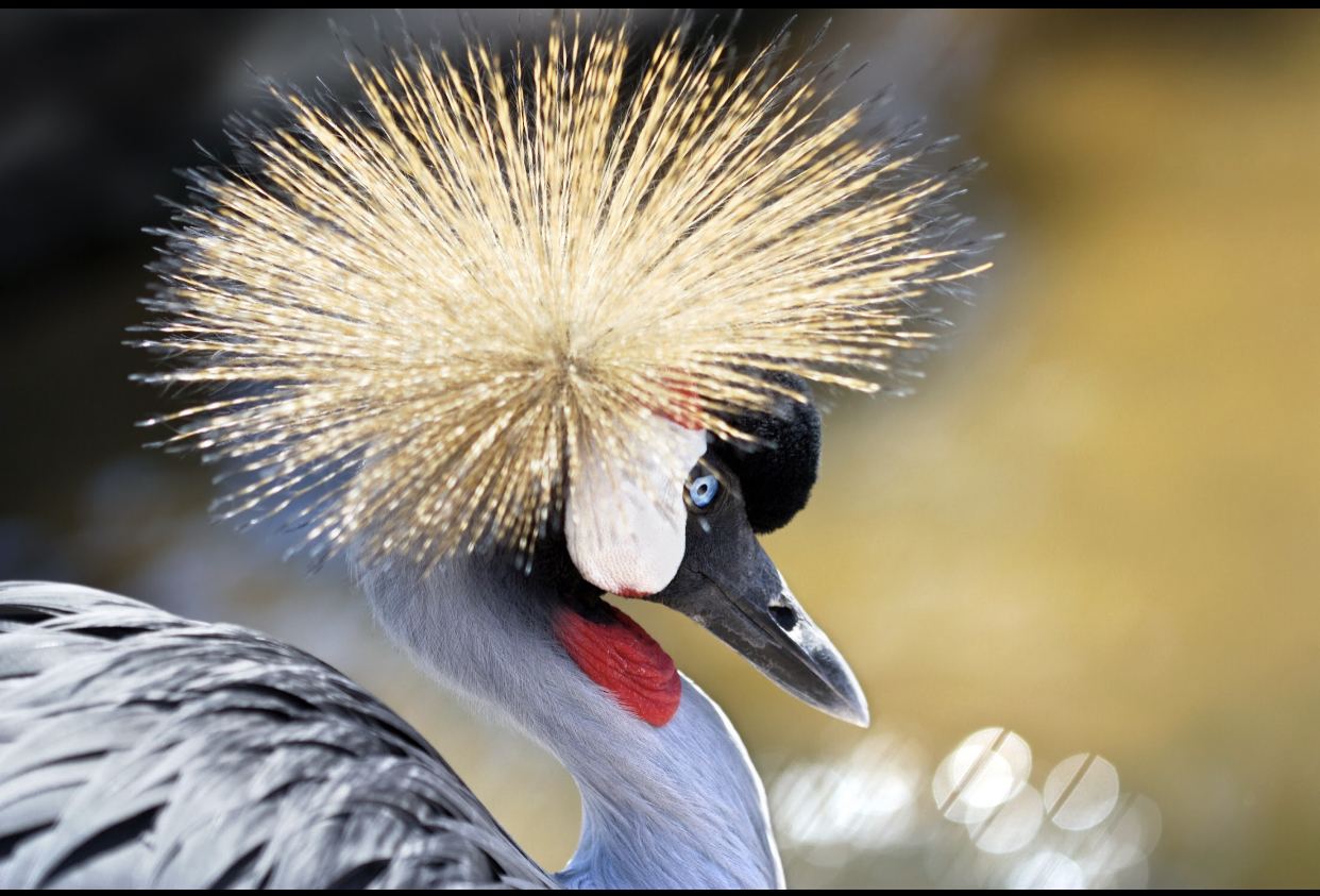 Grey Crowned Crested Crane