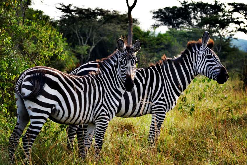 Lake Mburo National Park