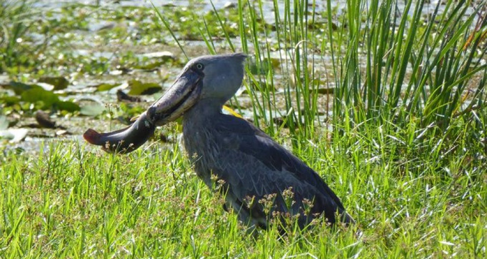 Birdwatching in Uganda: Best Spots for Birding 2025 - East African ...