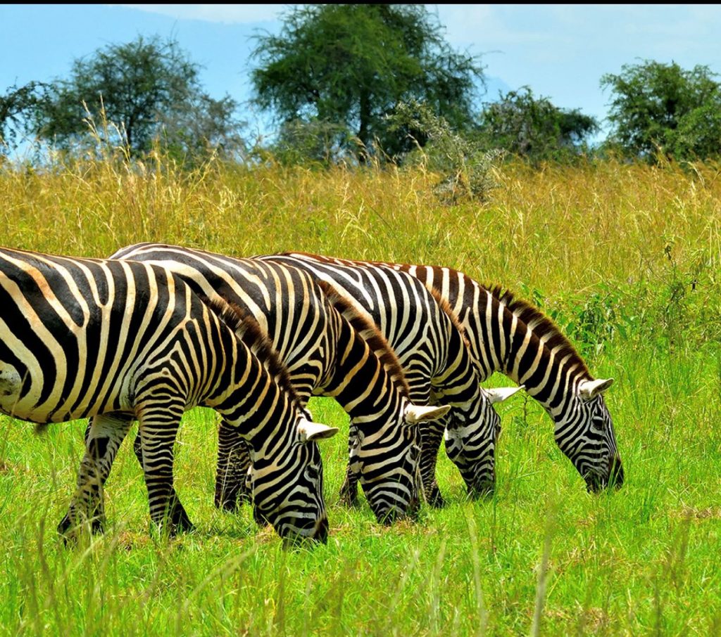 Wildlife Adventures in East Africa