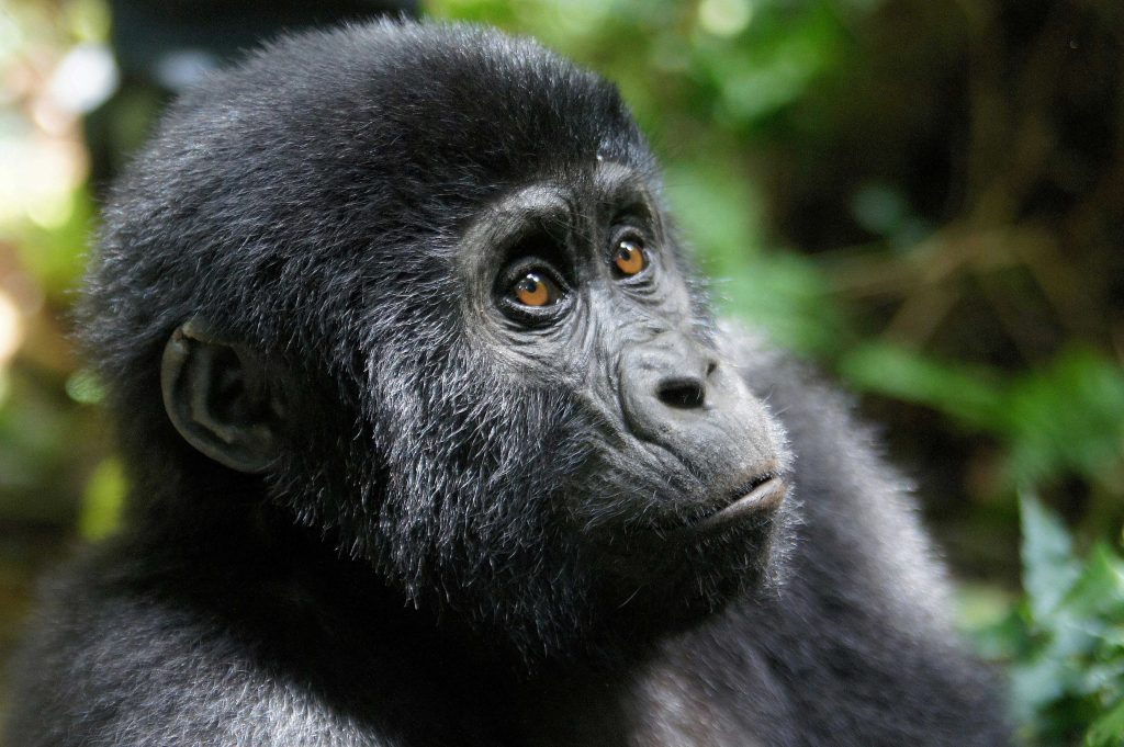 8 Day Gorillas and Wellness Tour