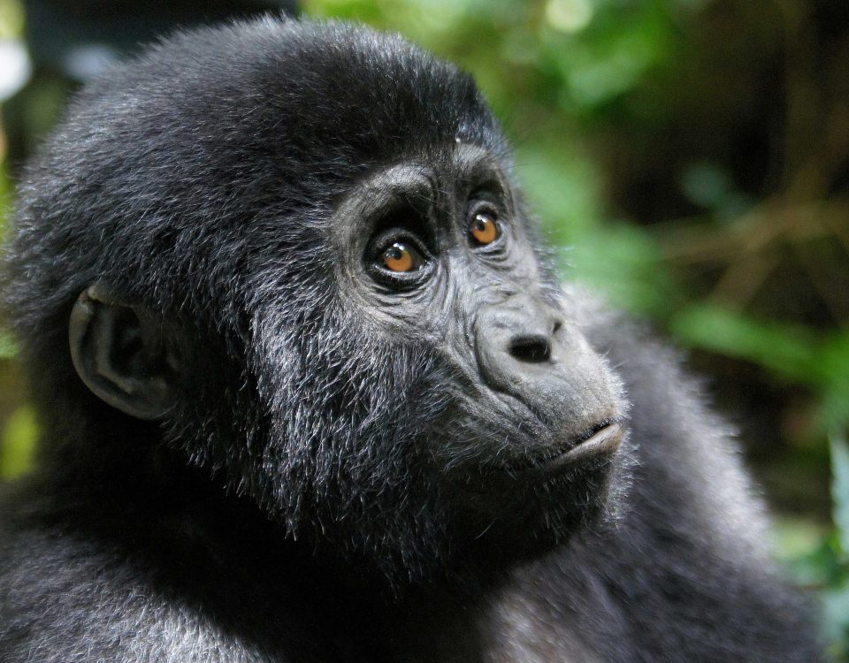 8 Day Gorillas and Wellness Tour