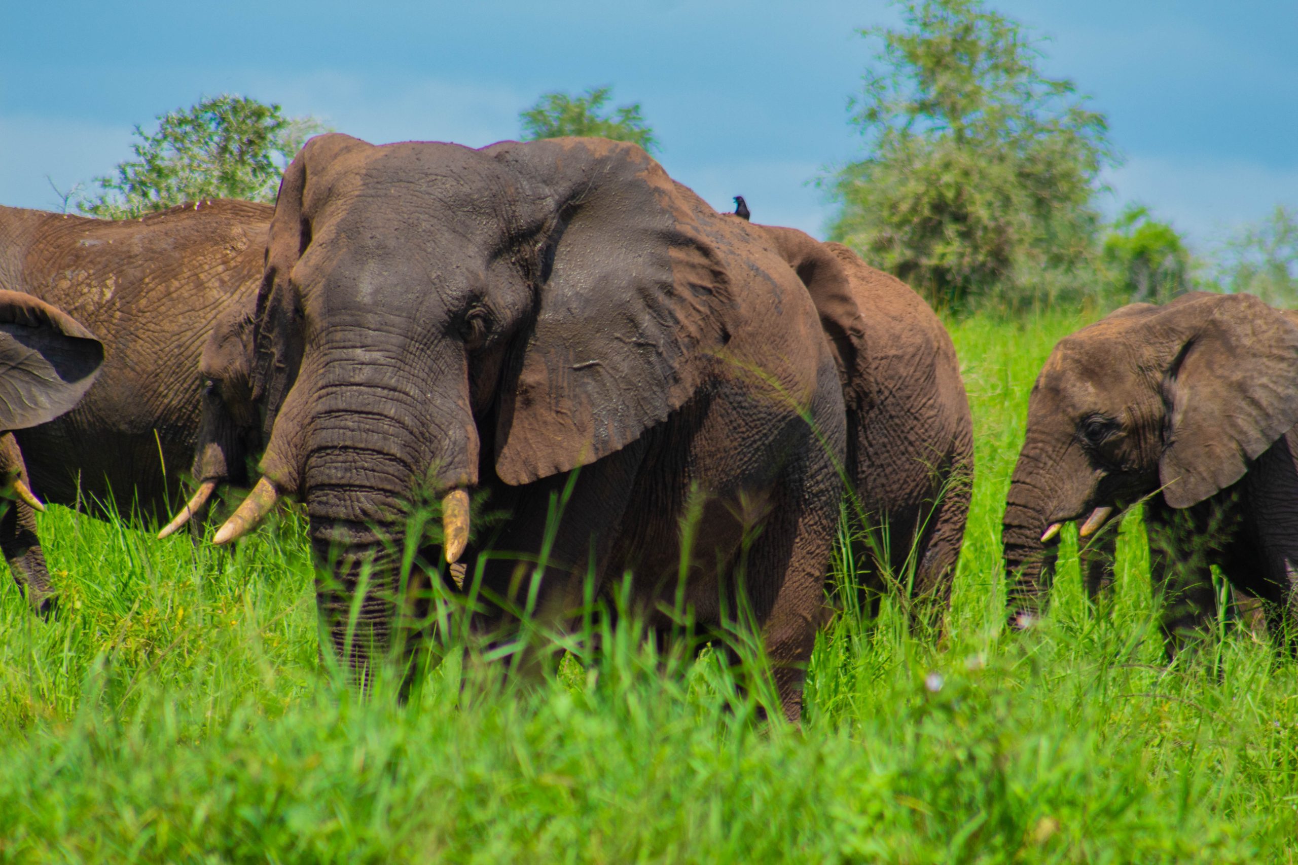 Luxury East Africa Safaris