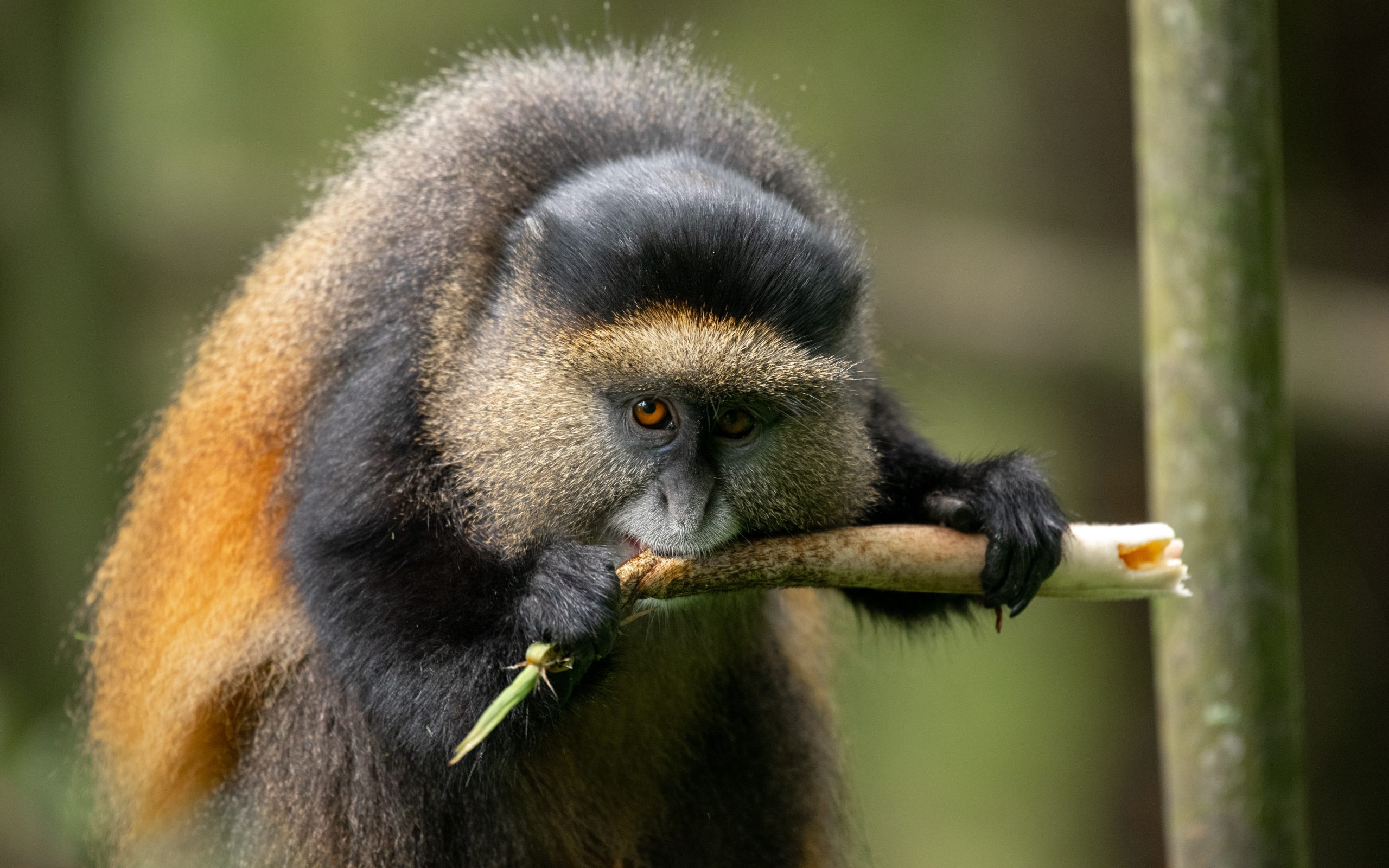 Gorilla and Golden Monkey Safari in Uganda