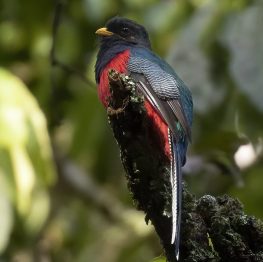 12 Day Luxury Birding Safari in Uganda and Rwanda