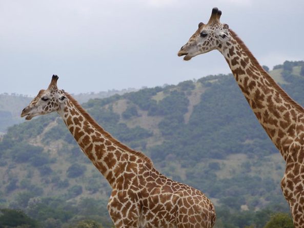 Akagera National Park