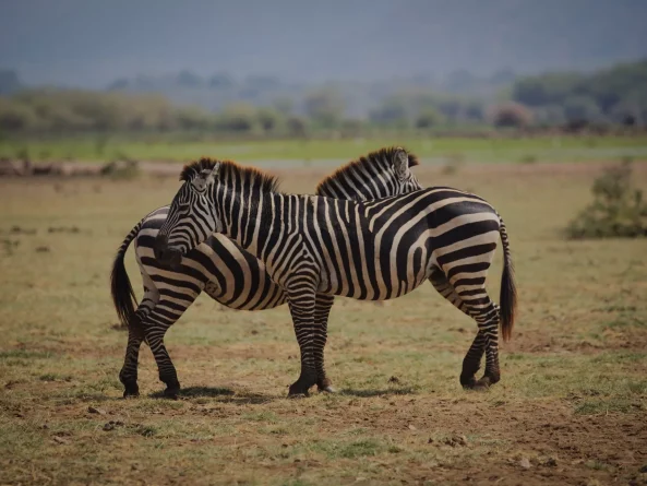 Arusha National Park