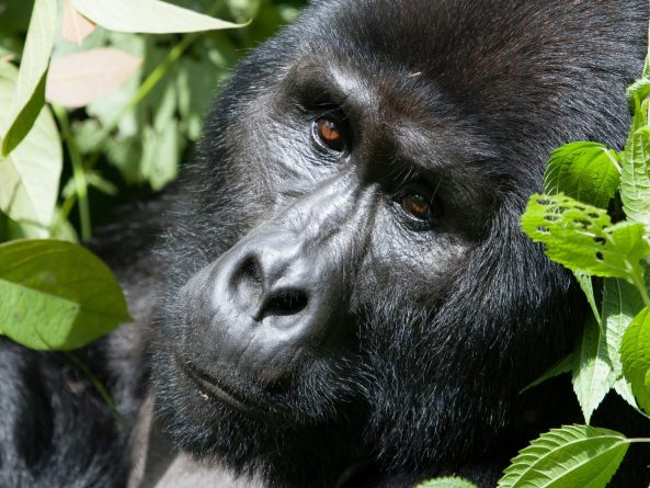 Bwindi Impenetrable National Park