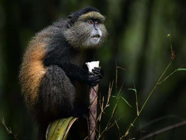 Mgahinga Gorilla National Park