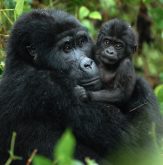 Uganda Gorilla Habituation Experience