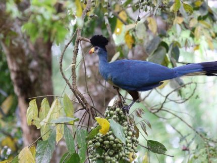 Birdwatching in Uganda: Best Spots for Birding 2025 - East African ...