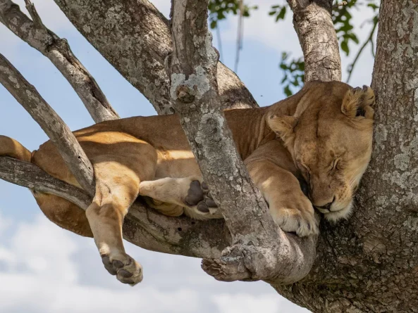 Katavi National Park