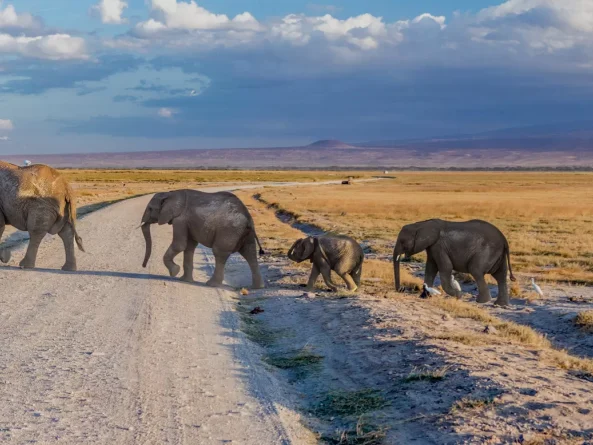 Kilimanjaro National Park
