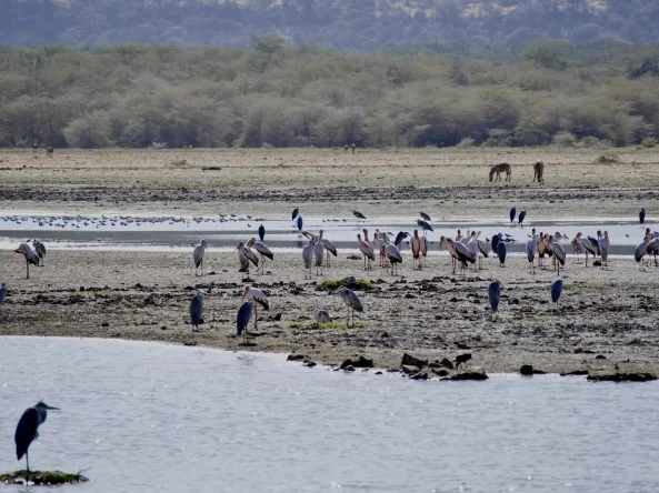 Lake Manyara National Park