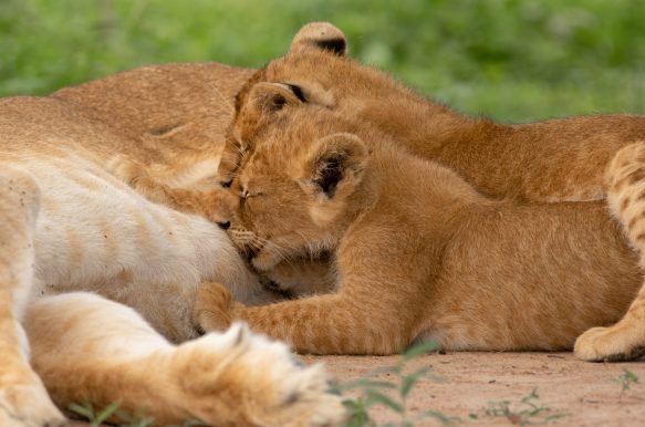 Murchison Falls and Kabwoya Wildlife Safari