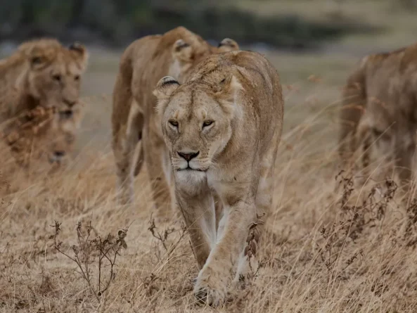Ngorongoro Conservation Area