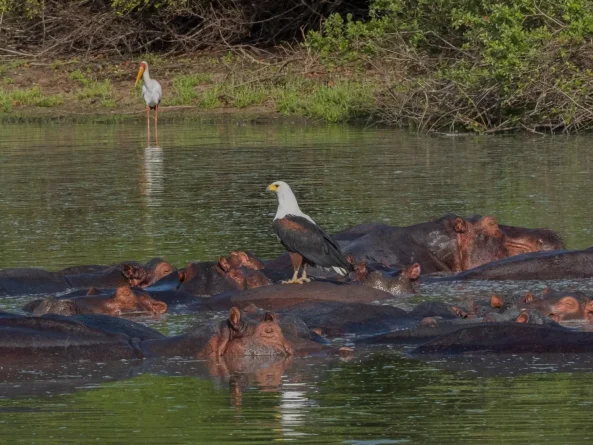 Nyerere National Park
