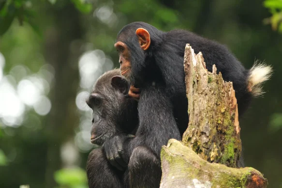 12 Day Wildlife and White Water Rafting