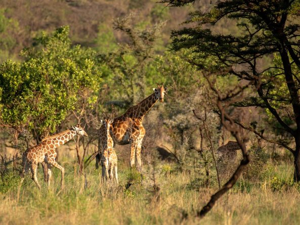 Pian Upe Wildlife Reserve