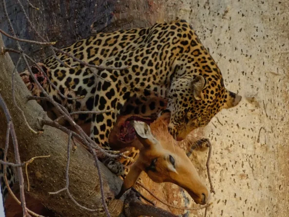 Ruaha National Park