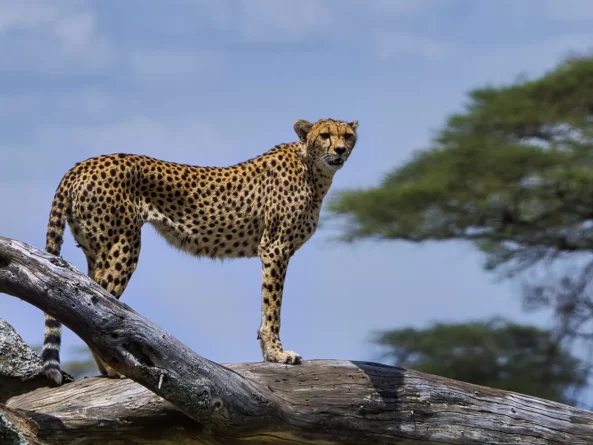 Serengeti National Park