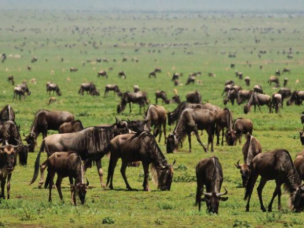 Tanzania Safari Experiences Tanzania Safari Experiences