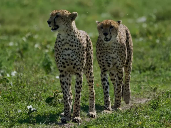Tarangire National Park