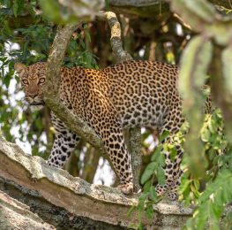 How to Plan Your Trip in Uganda