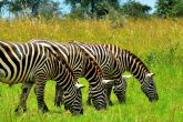 Wildlife Encounters in East Africa
