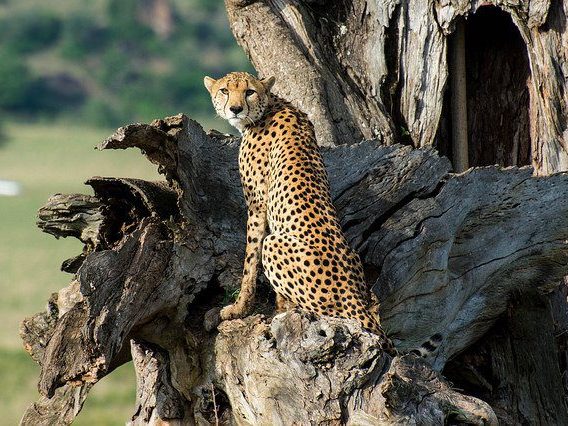 Kidepo Valley National Park