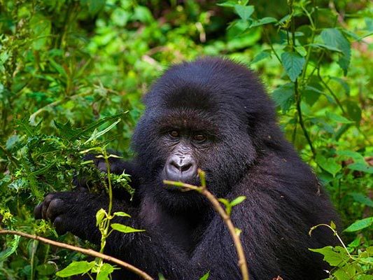 Volcanoes National Park
